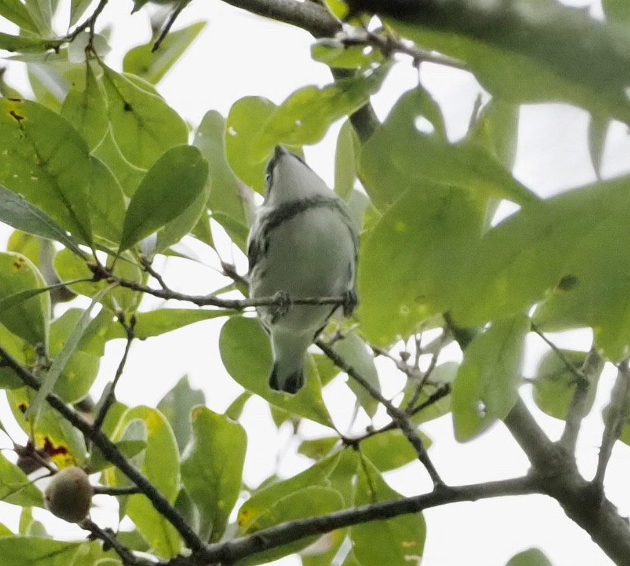 Blauwaldsänger - ML259334811