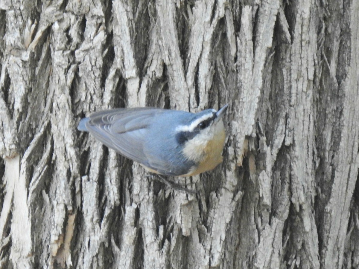 Red-breasted Nuthatch - Joel Gilb