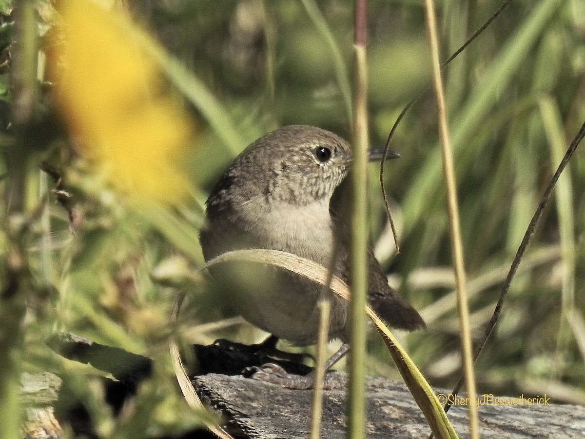 House Wren - ML259336251