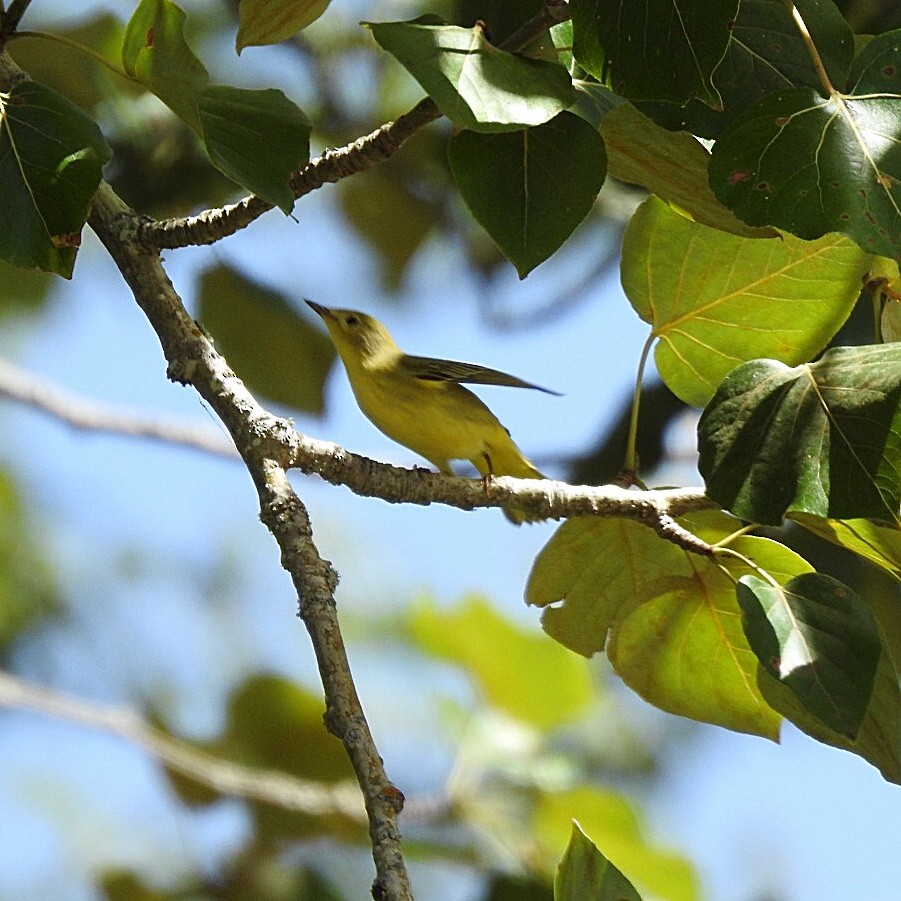 Yellow Warbler - Susan Kirkbride