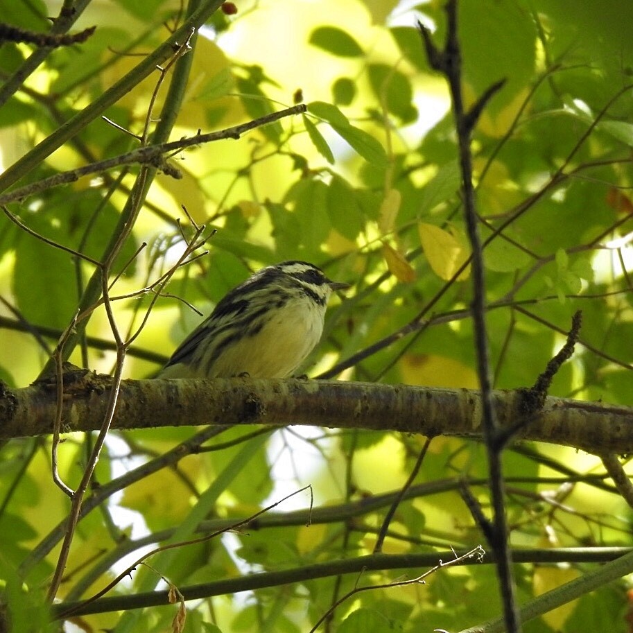 Black-throated Gray Warbler - Susan Kirkbride