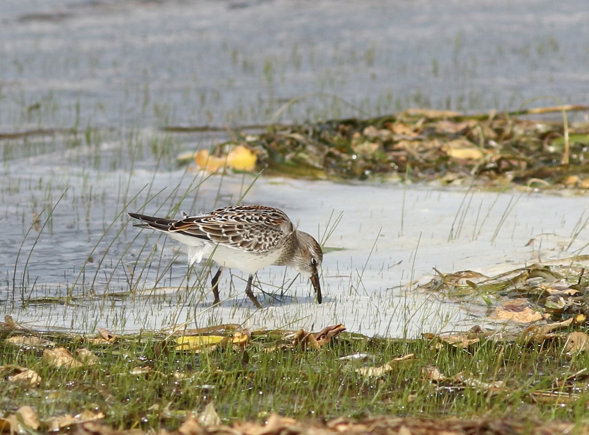 White-rumped Sandpiper - Mark Patry