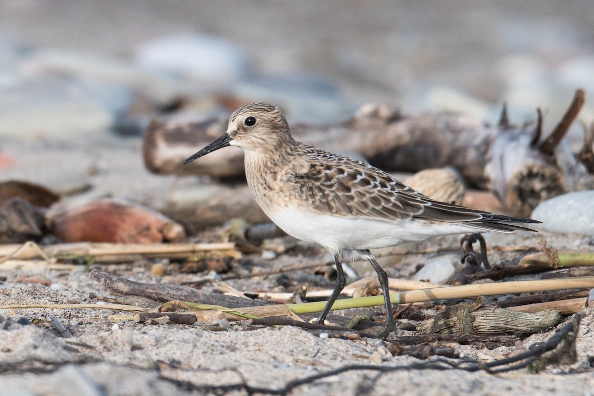 Baird's Sandpiper - Erin Avram