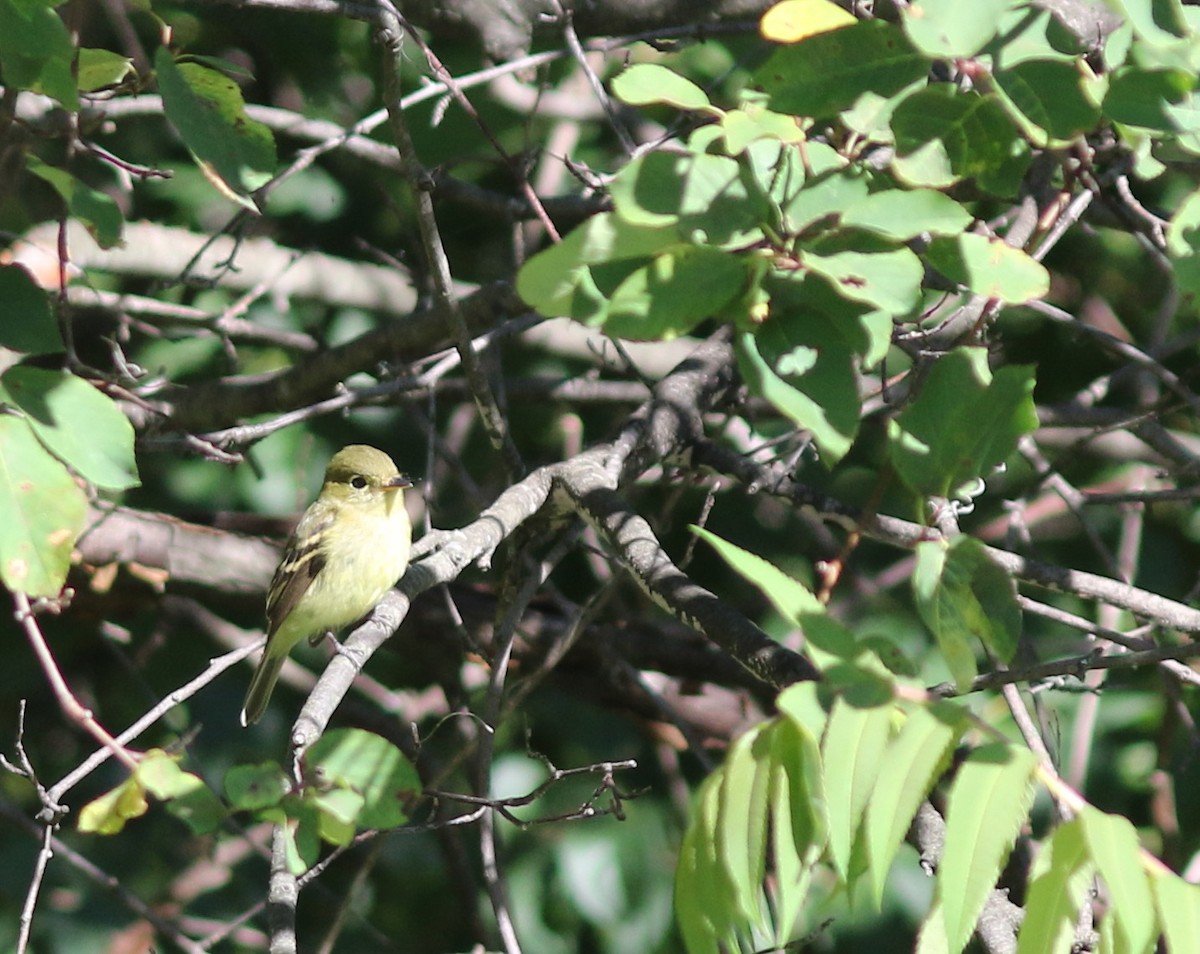 Yellow-bellied Flycatcher - ML259338741