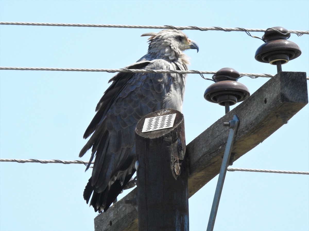 Chaco Eagle - Fabricio Candia