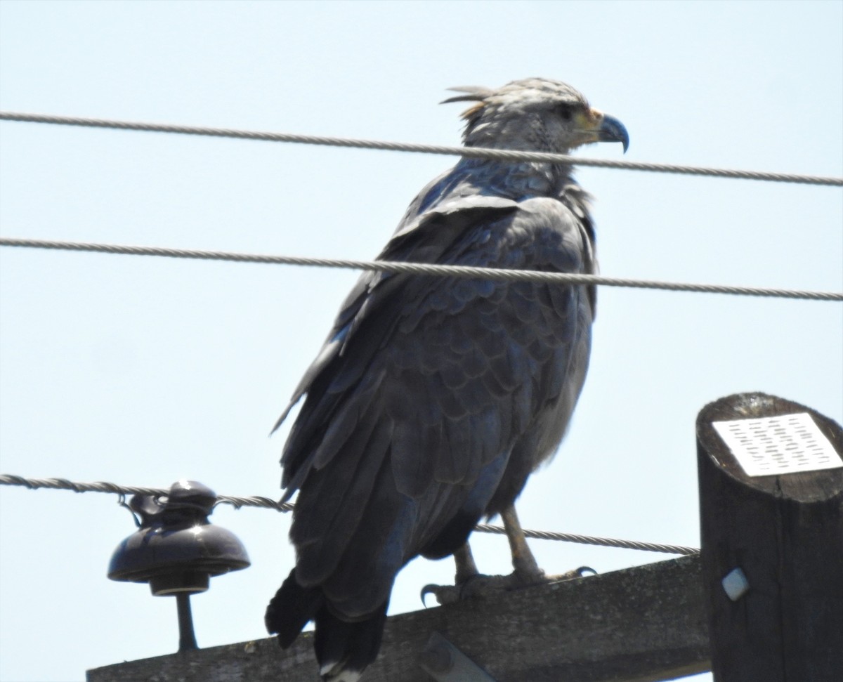 Chaco Eagle - Fabricio Candia