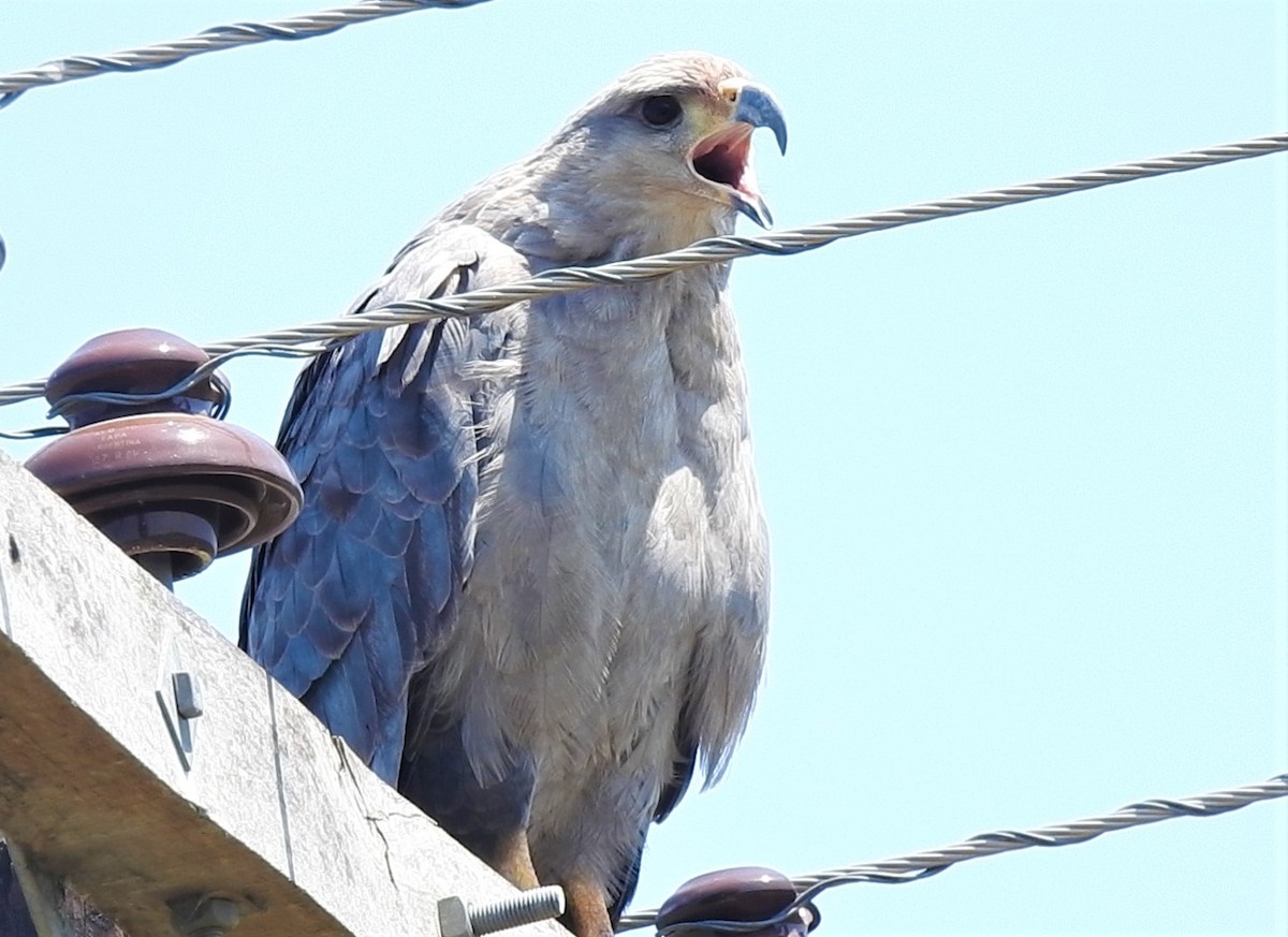 Chaco Eagle - Fabricio Candia