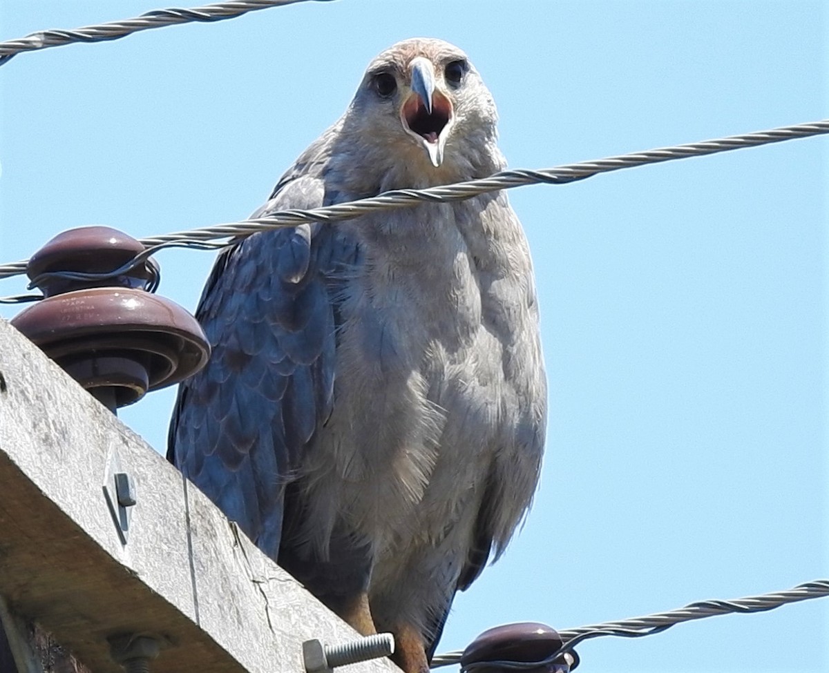 Águila de Azara - ML259340371