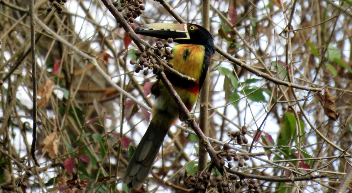 Collared Aracari - ML25934111