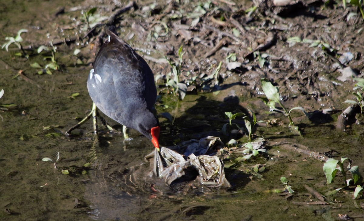 Common Gallinule - Isis Ibáñez