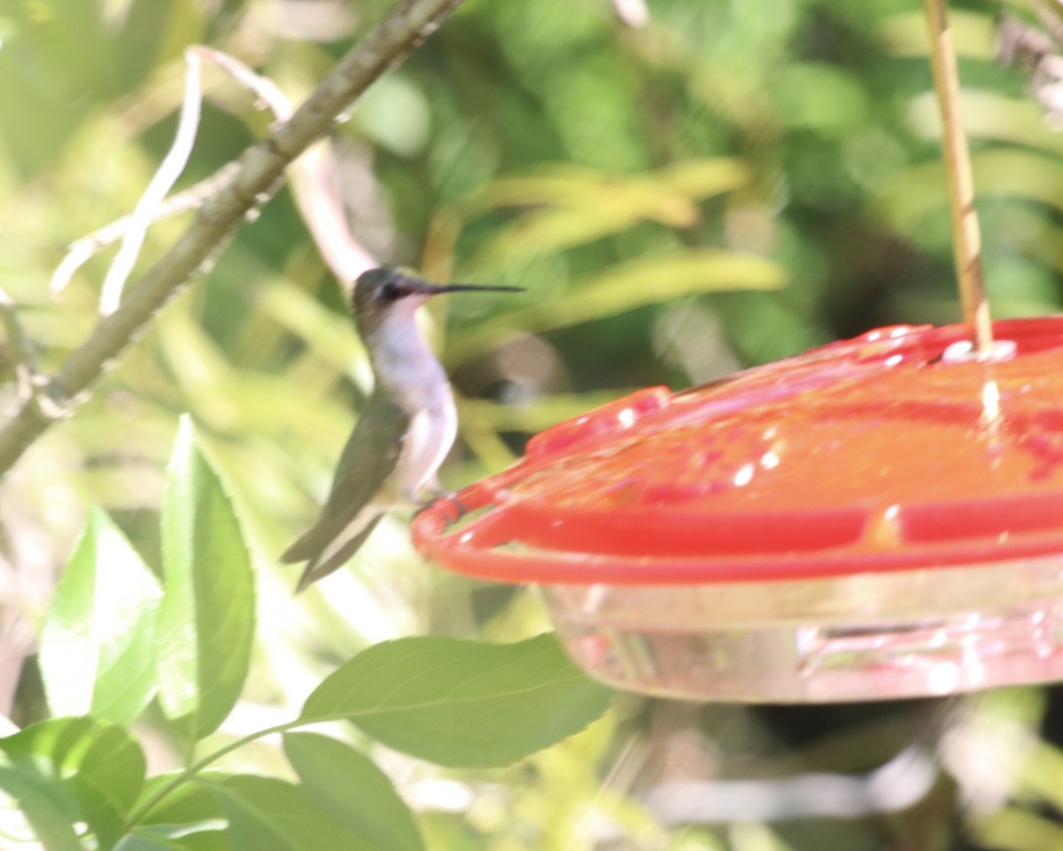 Ruby-throated Hummingbird - ML259342941