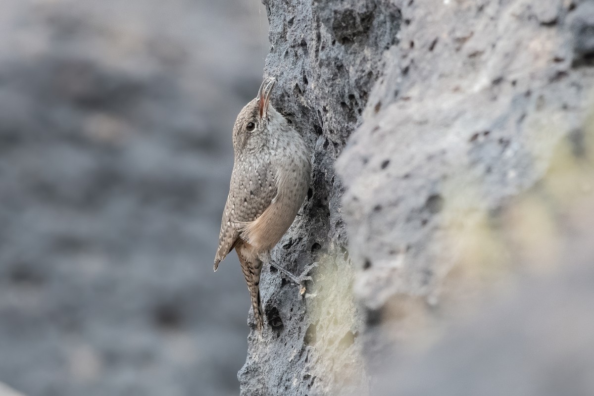 Rock Wren - Ron Riley