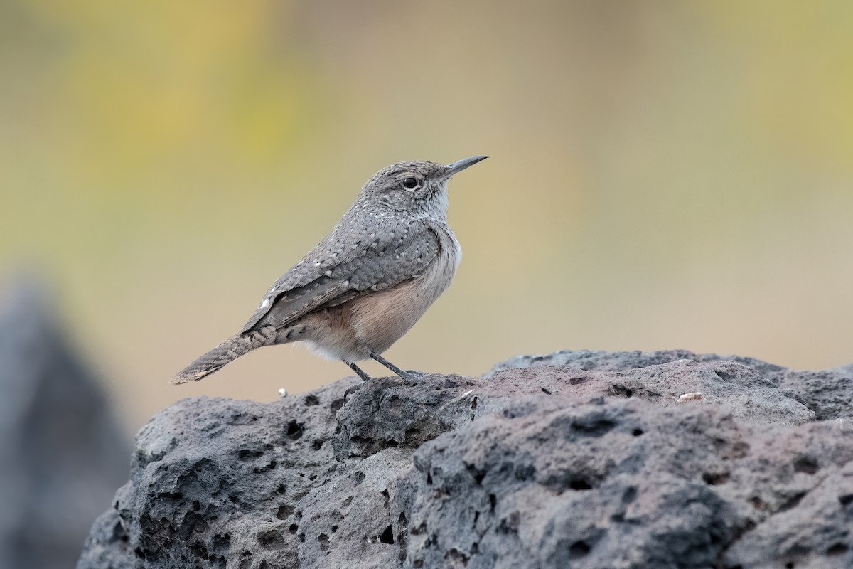 Rock Wren - Ron Riley