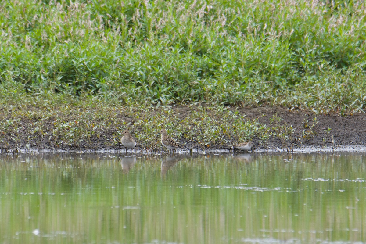 Pectoral Sandpiper - Kayla McCurry