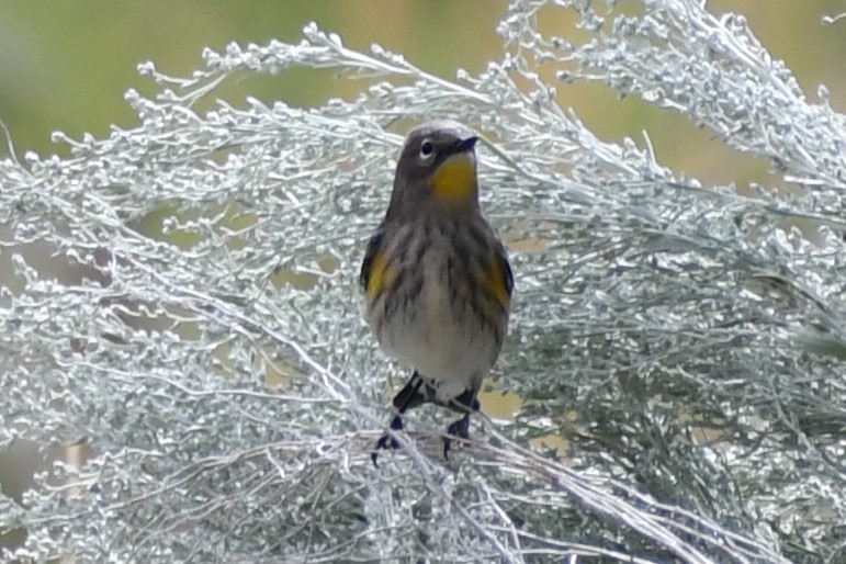 Yellow-rumped Warbler (Audubon's) - ML259345011