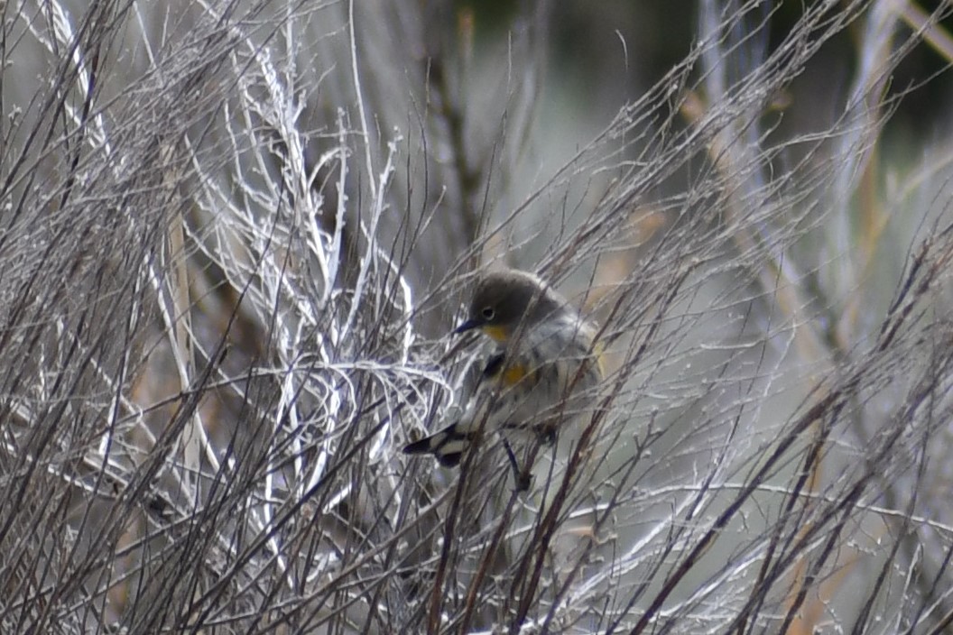 Yellow-rumped Warbler (Audubon's) - ML259345021