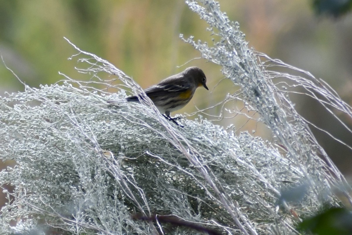 Yellow-rumped Warbler (Audubon's) - ML259345041
