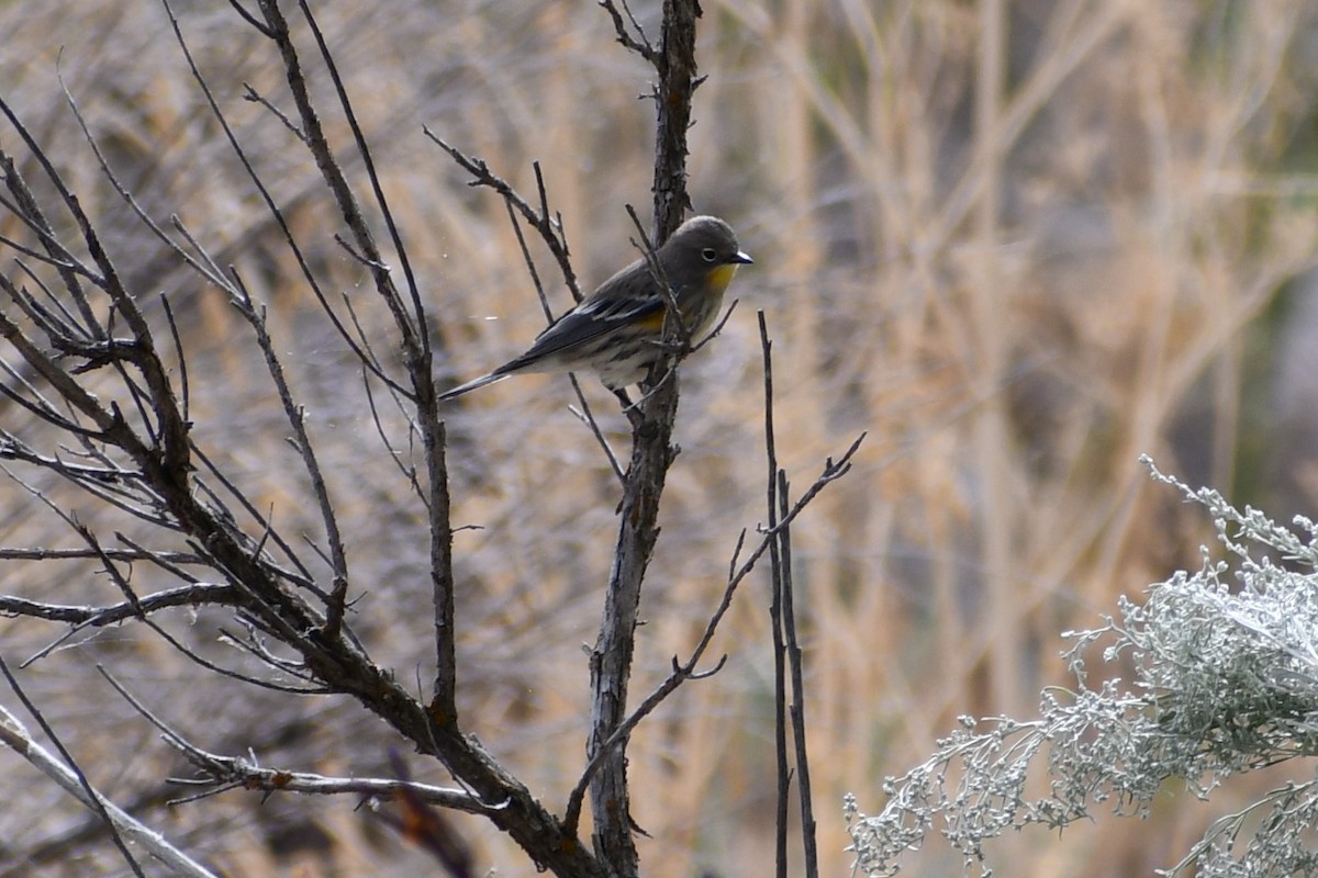 Yellow-rumped Warbler (Audubon's) - ML259345051