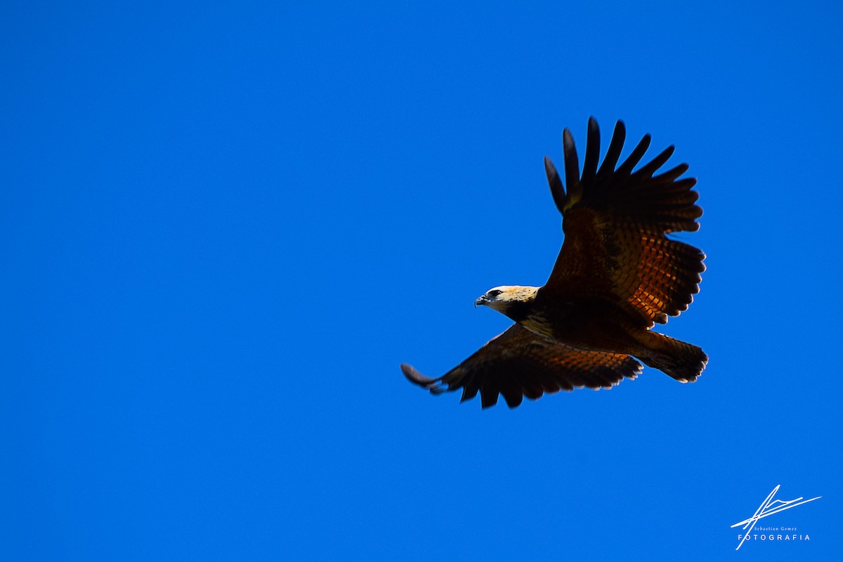 Black-collared Hawk - ML259345401