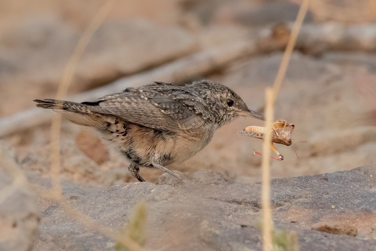 Rock Wren - Ron Riley