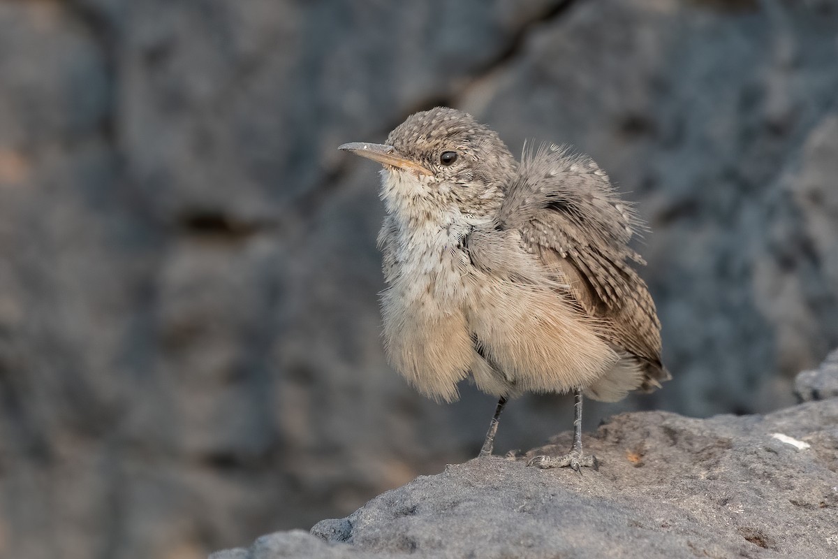 Rock Wren - Ron Riley