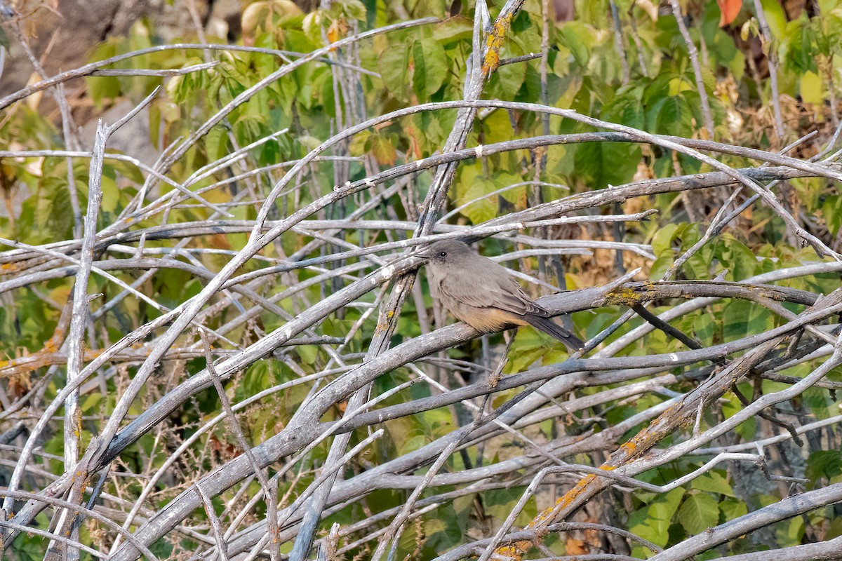 Say's Phoebe - Ron Riley