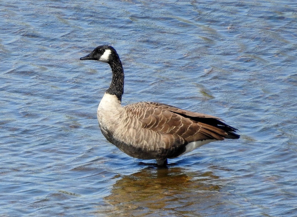 Canada Goose - ML259346631