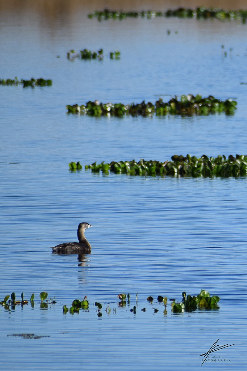 Pied-billed Grebe - ML259346661