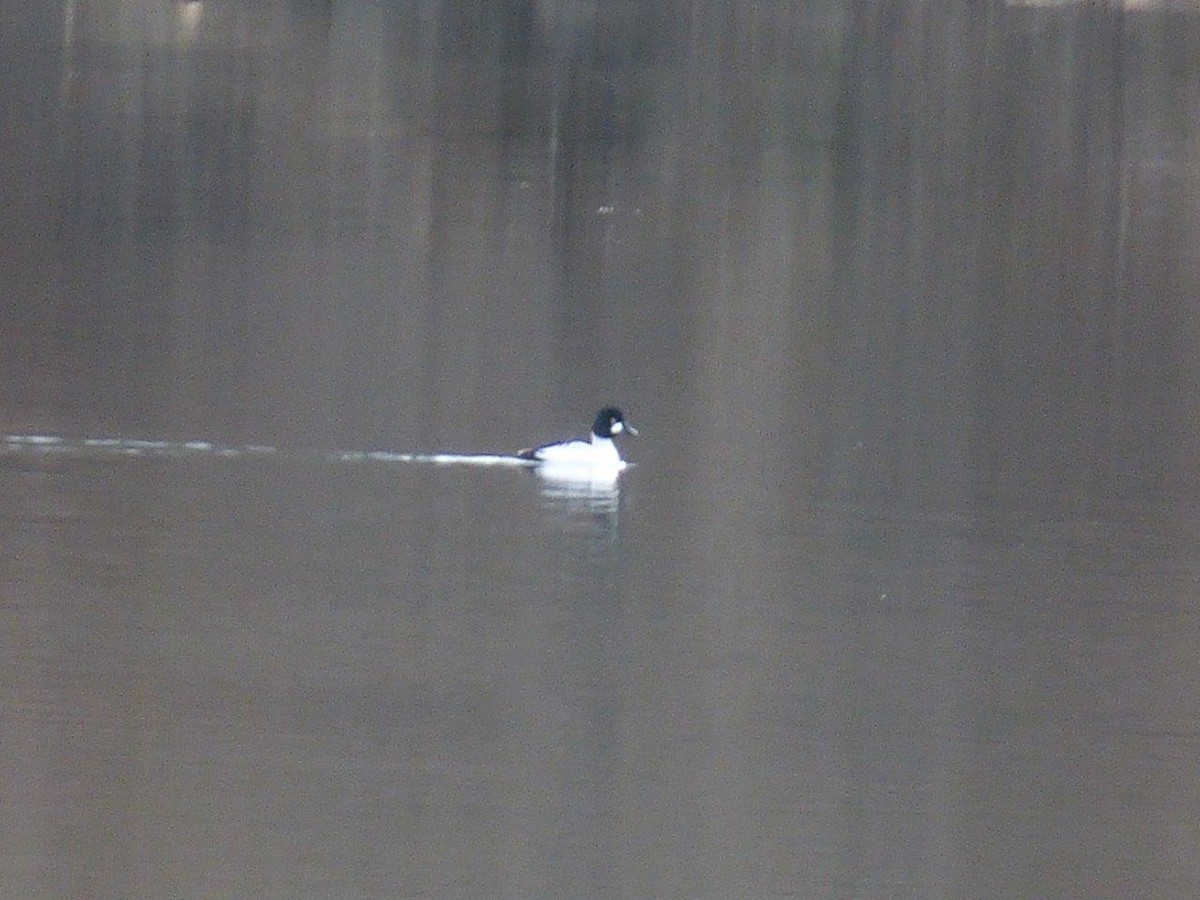 Common Goldeneye - ML25934681