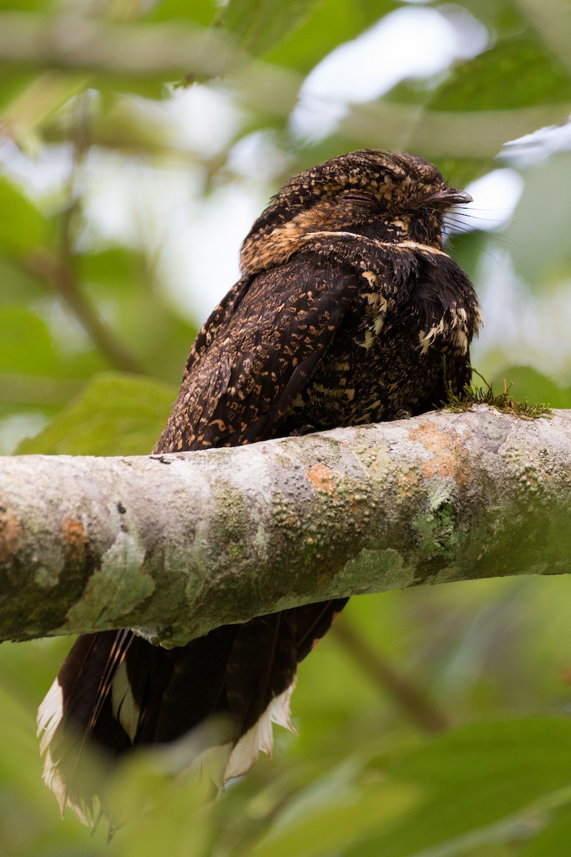 Silky-tailed Nightjar - ML259348071