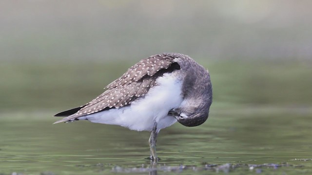 Solitary Sandpiper - ML259348691