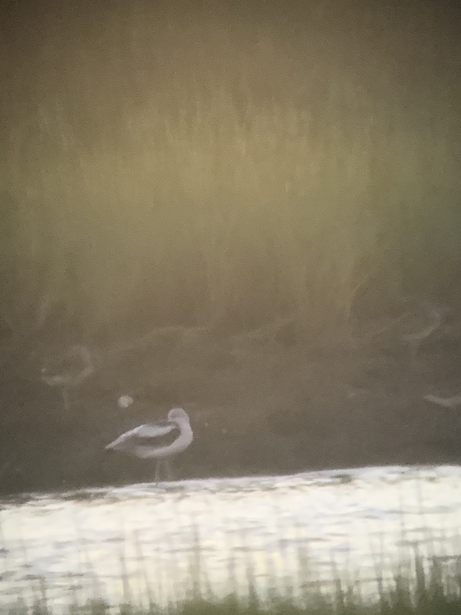 Avoceta Americana - ML259349791