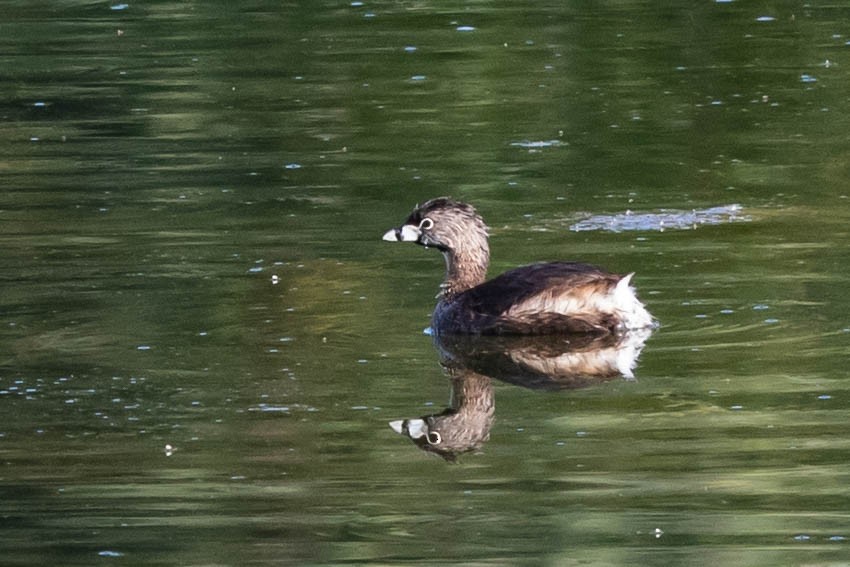 Pied-billed Grebe - ML259353151