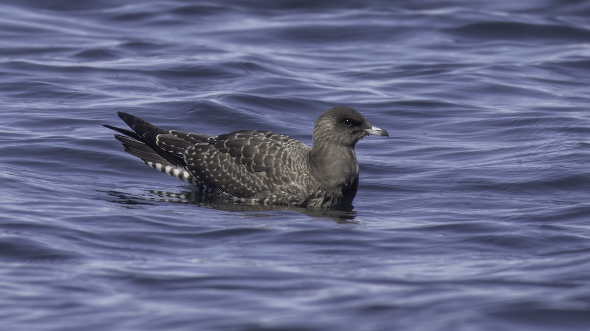 Long-tailed Jaeger - Eric Ellingson