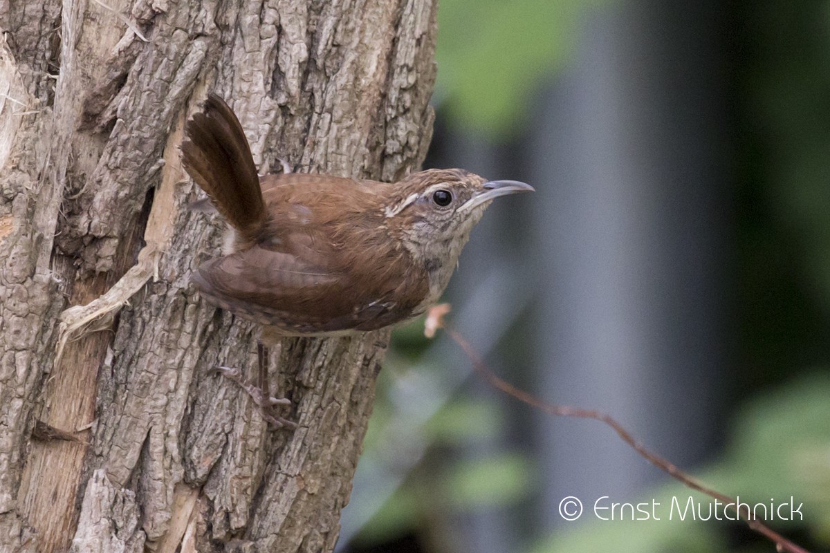 Carolina Wren - ML259354951