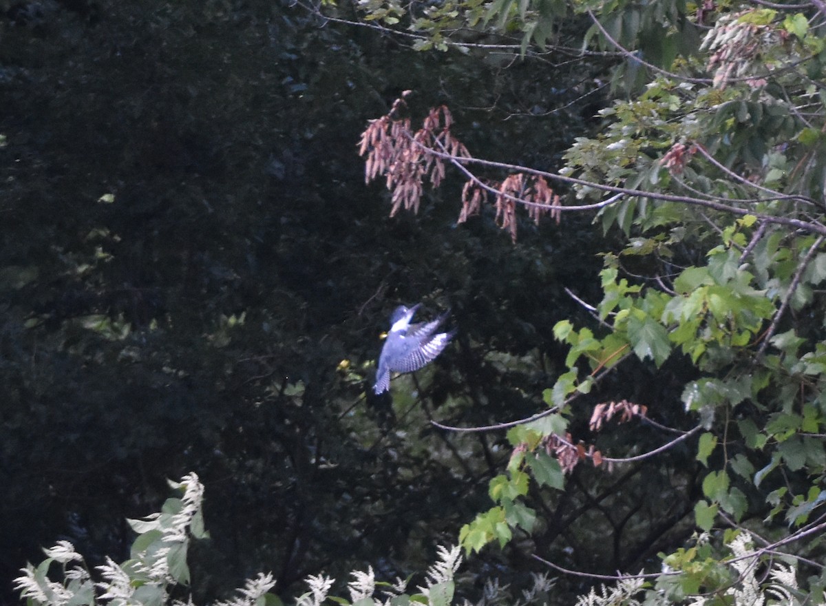 Belted Kingfisher - ML259355191