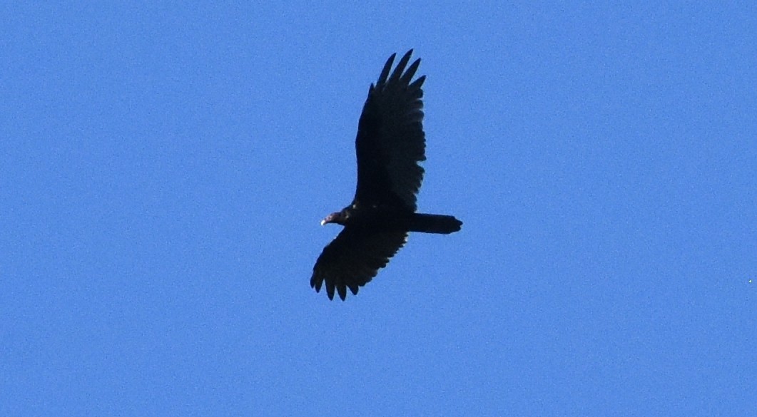 Turkey Vulture - ML259355221