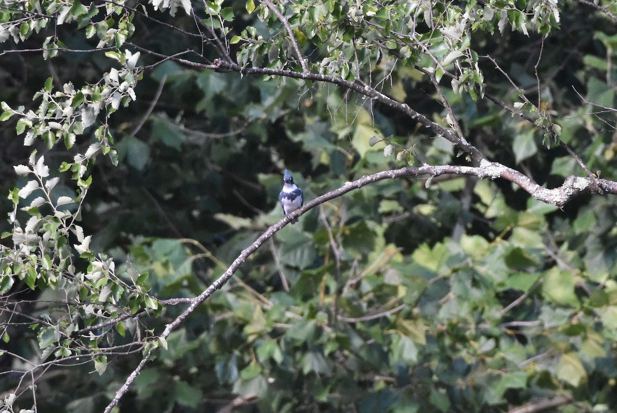 Belted Kingfisher - ML259355251