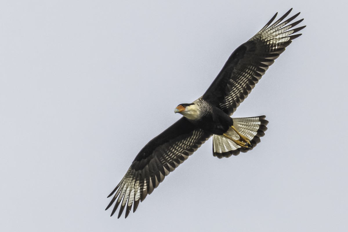 Crested Caracara (Southern) - Amed Hernández