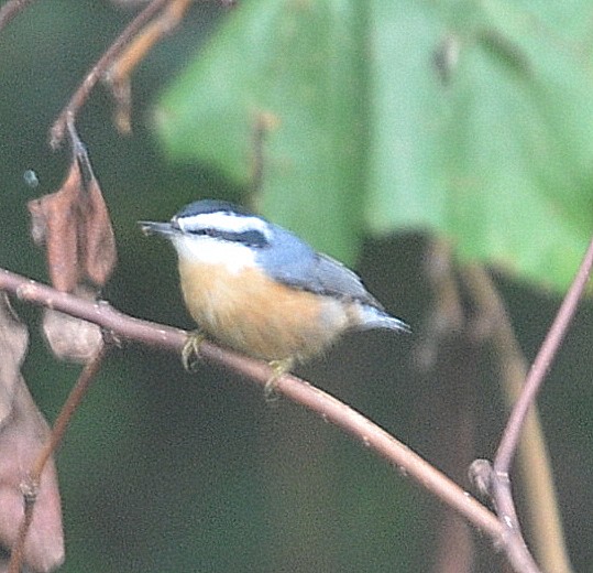 Red-breasted Nuthatch - ML259357491