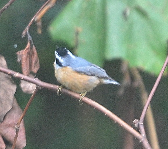 Red-breasted Nuthatch - ML259357641