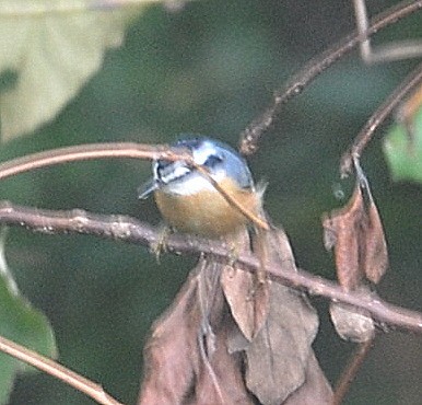 Red-breasted Nuthatch - ML259357781