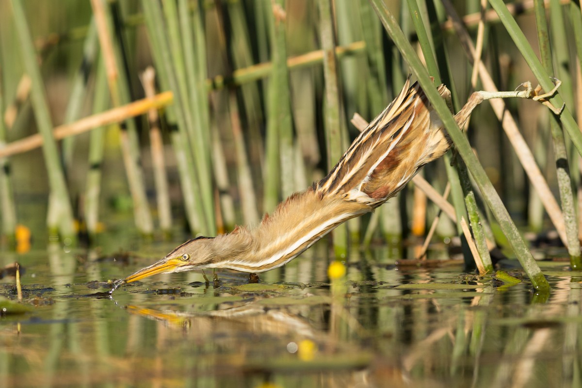 Stripe-backed Bittern - ML259358411