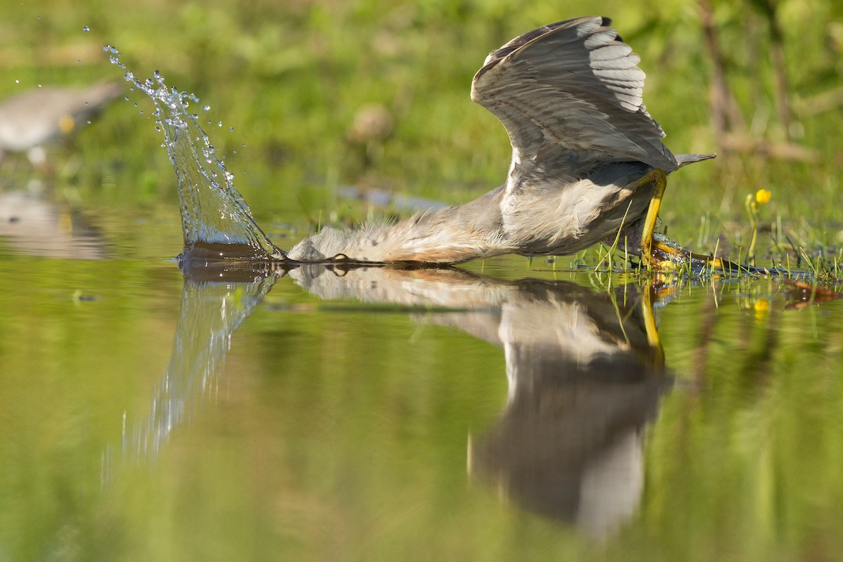 Striated Heron - ML259358571