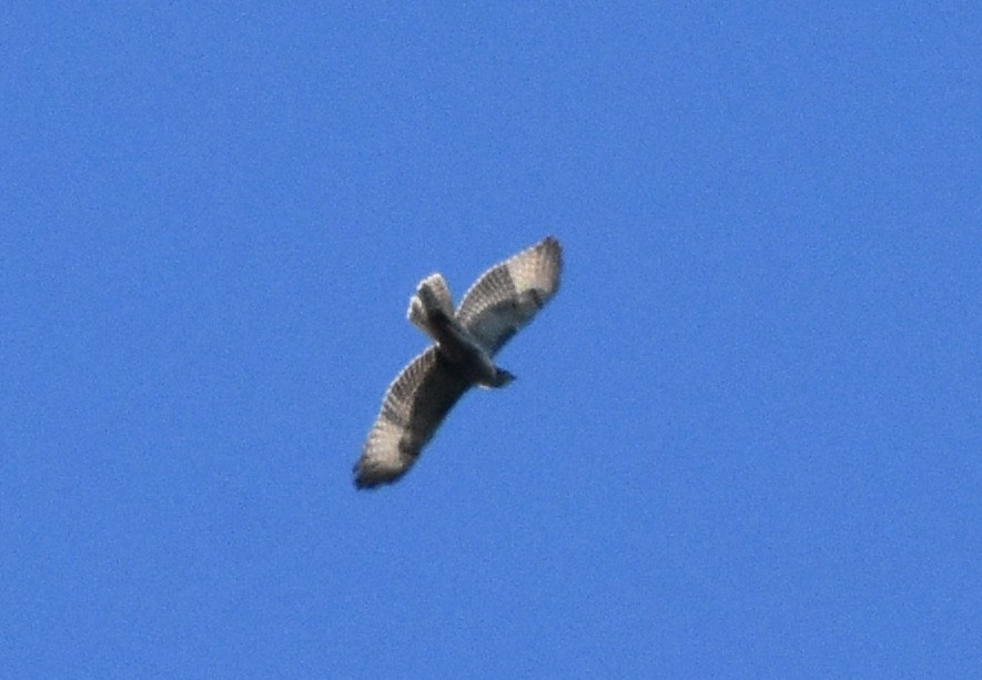 Red-tailed Hawk - ML259358801