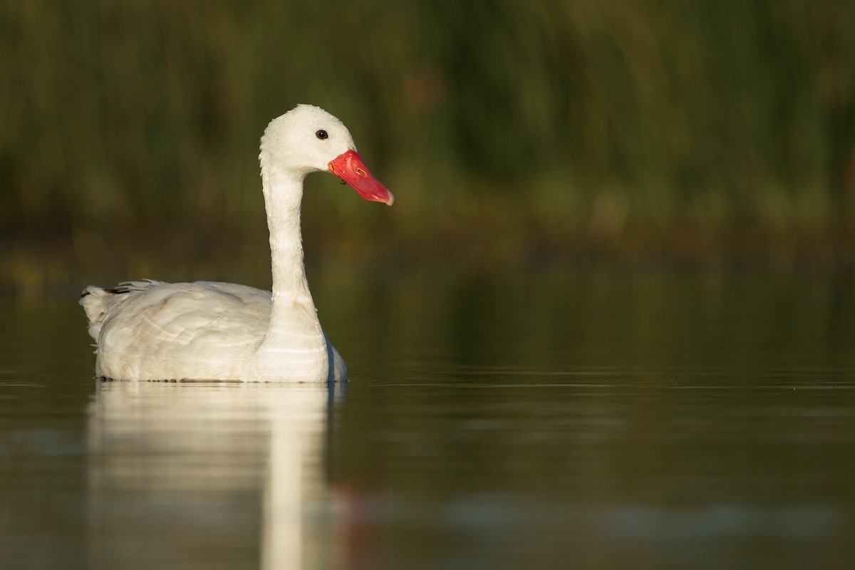 Coscoroba Swan - ML259359111