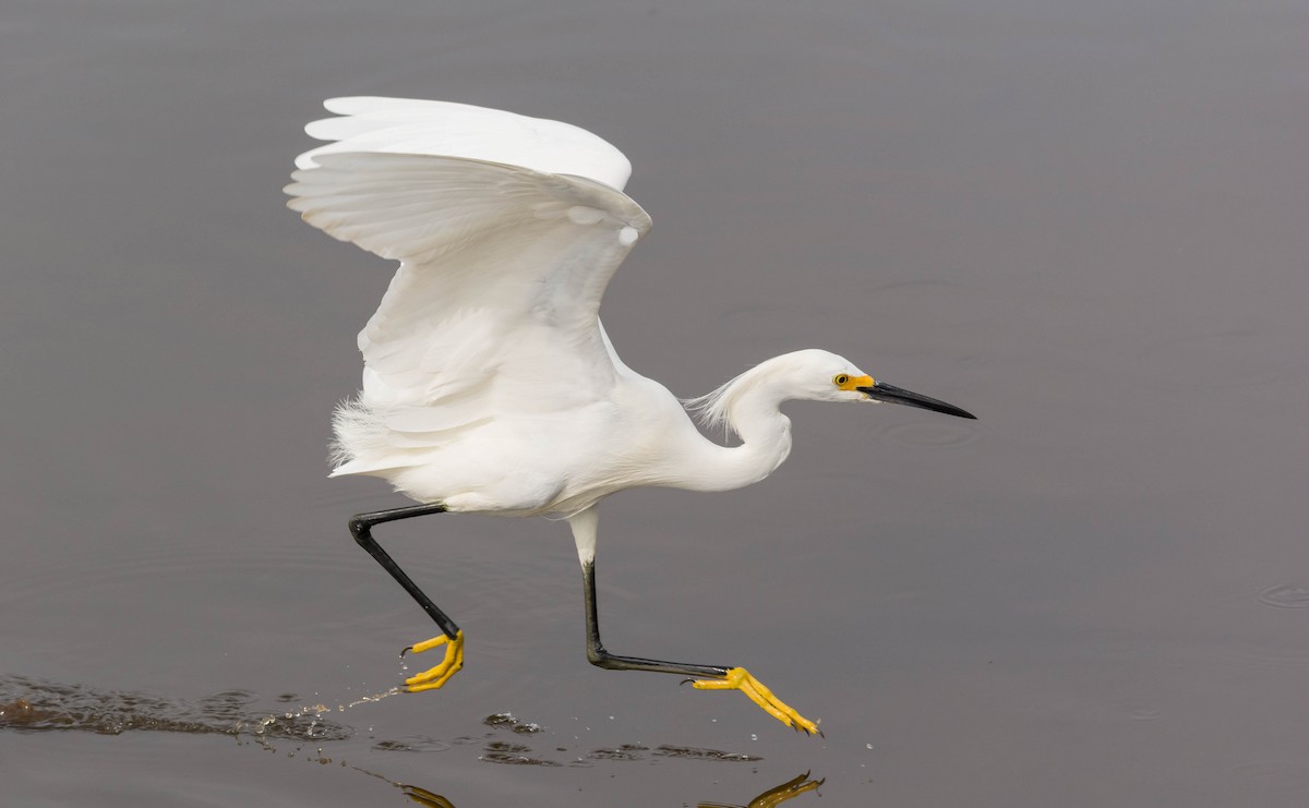 Snowy Egret - ML25935961