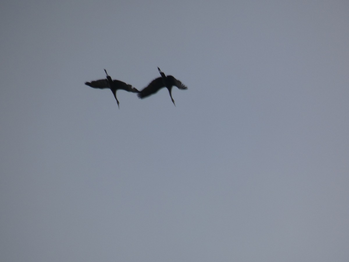 Sandhill Crane - ML259360771