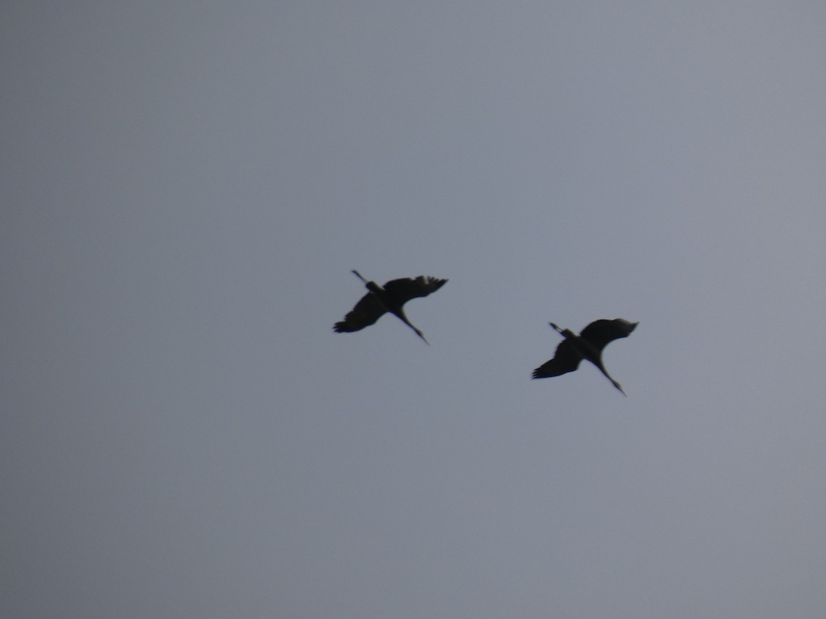 Sandhill Crane - ML259360801