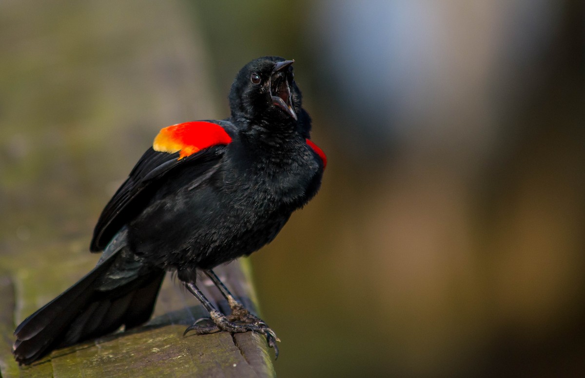 Red-winged Blackbird - John Sutton